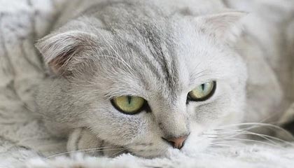 九游下载中心-【青训基地】培养未来明星的青训体系揭秘，青训新星