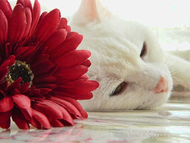 九游娱乐官网 (jiuyou)-中国篮球裁判员培训创新课题详解，篮球裁判员培训教程